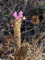 Orthocarpus bracteosus