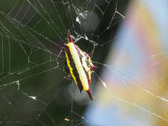 Gasteracantha fornicata