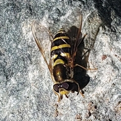 Syrphus opinator