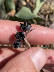 Sisyrinchium idahoense
