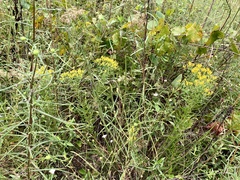 Euthamia leptocephala