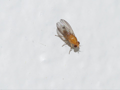Homoneura laticosta