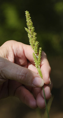 Echinochloa crus-pavonis macera