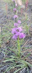 Liatris punctata