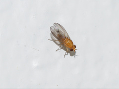 Homoneura laticosta