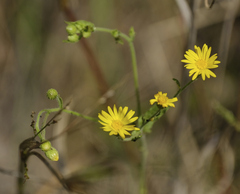 Bradburia pilosa