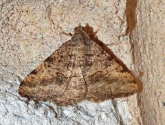 Frederickia s-signata