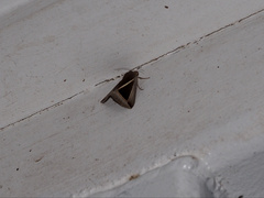 Chalciope