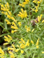 Euthamia leptocephala