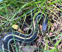 Thamnophis radix