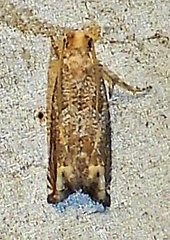 Epiblema abruptana