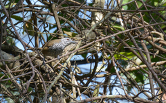 Pheugopedius maculipectus