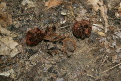 Coltricia cinnamomea