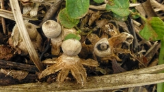 Sclerodermataceae