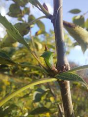 Stictocephala bisonia