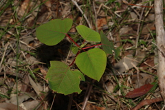 Homalanthus populifolius