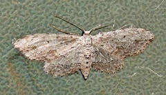 Pimaphera sparsaria