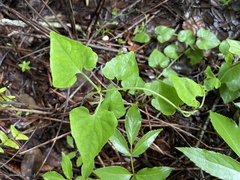 Mikania cordifolia