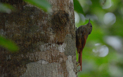 Sittasomus griseicapillus