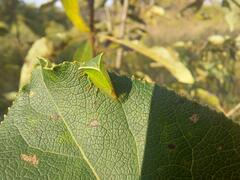 Stictocephala bisonia