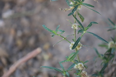 Alternanthera nodiflora