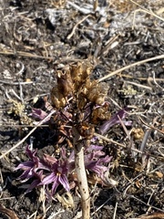 Toxicoscordion venenosum