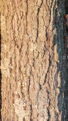 Quercus imbricaria