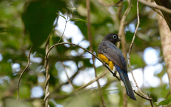 Trogon melanocephalus