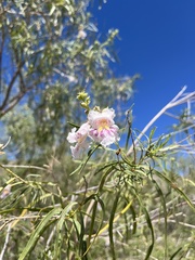 Chilopsis linearis arcuata
