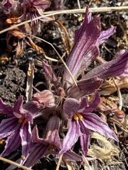 Aphyllon californicum