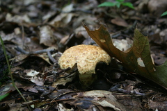 Gyroporus cyanescens