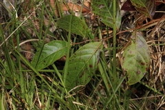 Glochidion sumatranum