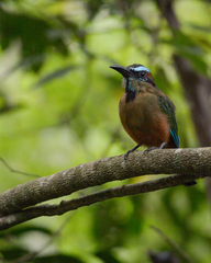 Eumomota superciliosa