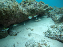 Abudefduf saxatilis