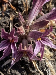 Aphyllon californicum