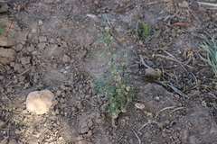 Alternanthera nodiflora