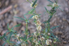 Alternanthera nodiflora