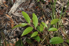 Glochidion sumatranum