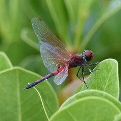 Celithemis bertha