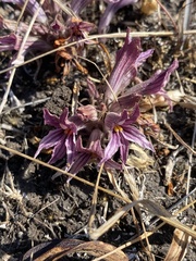 Aphyllon californicum