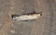 Elasmopalpus lignosella