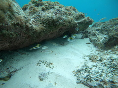 Abudefduf saxatilis