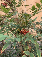 Nandina