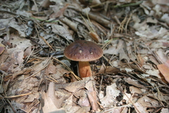 Aureoboletus auriporus
