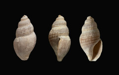 Curtitoma