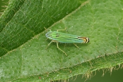 Cicadellinae