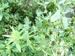 Artemisia indica