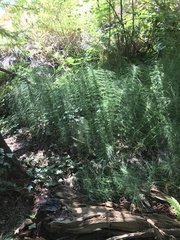Equisetum