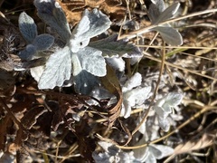Eriophyllum lanatum