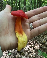Hygrocybe